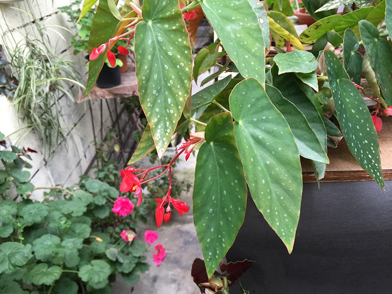 B. ‘Mac Coral’